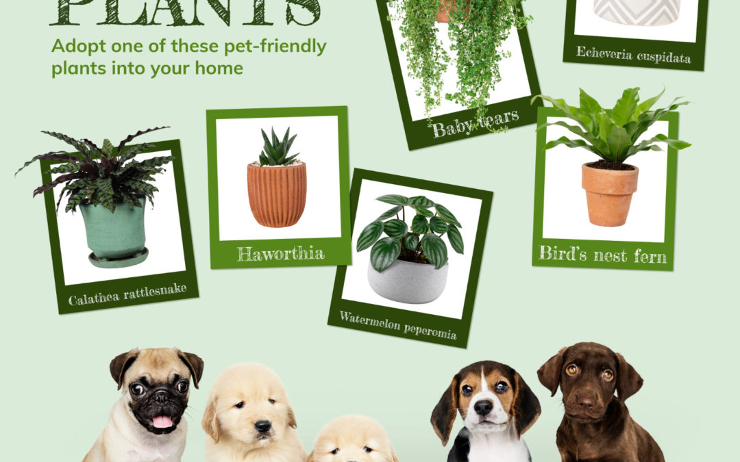 Gardening Season – What Plants to Watch Out For With Pets